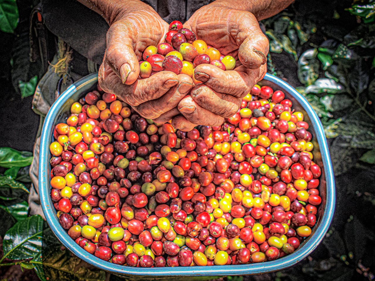 Hands holding vibrant coffee cherries over a basket in Colombia.